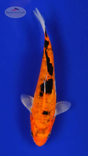 Doitsu Aka Bekko 4-5 inches [C26-T36-2]