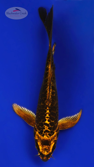 Kikokuryu 5-6 inches [C26-T36-4]