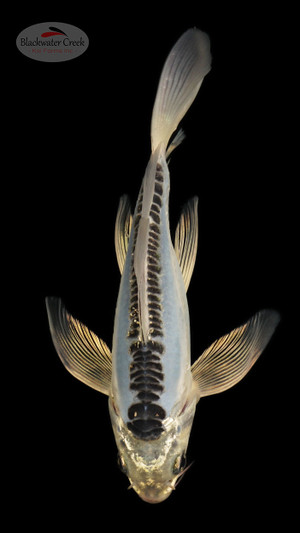 Sapphire Kikokuryu 5-6 inches [C26-T36-7]