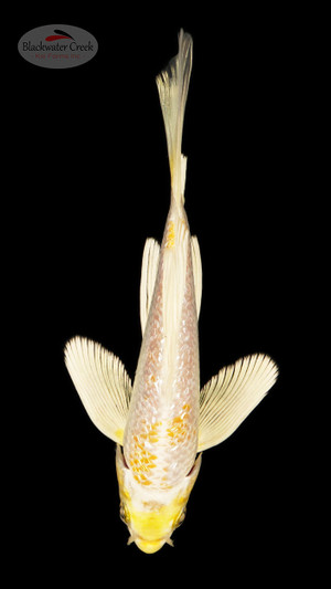 Gin Rin Hariwake 6-7 inches [C26-T36-9]