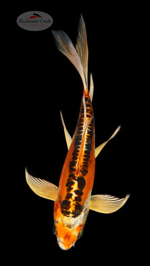 Doitsu Kujaku 5-6 inches [C26-T39-1]