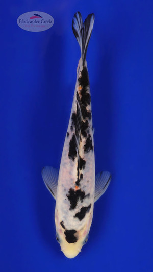 Shiro Bekko 4-5 inches [C26-T39-5]