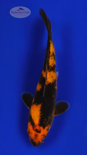 Hi Utsuri 5-6 inches [C26-T39-7