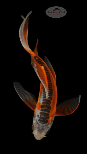 Shusui 5-6 inches [C26-T41-7]