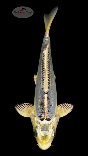 Sapphire Kiko 5-6 inches [C26-T49-3]