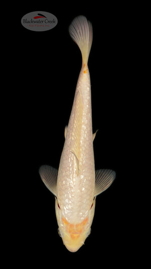 Gin Rin Shiro Muji 6-7 inches [C26-T49-9]