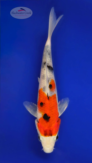 Sanke 4-5 inches [C26-T20-9]