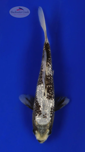 Gin Rin Matsukawabake 4-5 inches [C26-T20-10]