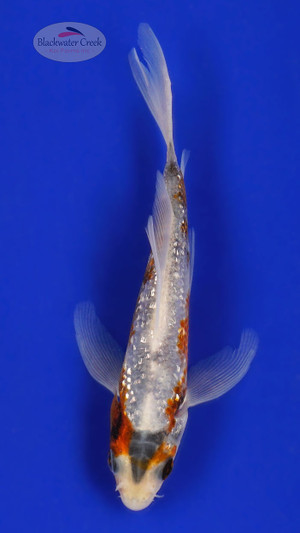 Beni Matsukawabake 4-5 inches [C26-T46-2]