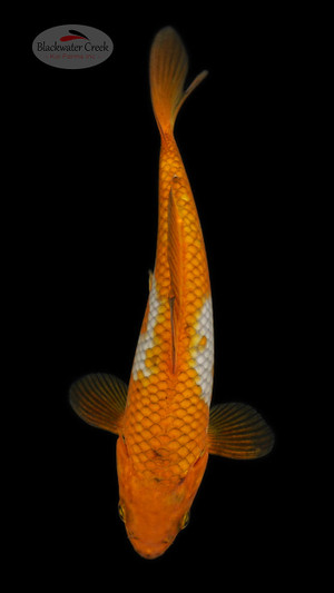 Ochiba 6-7 inches [C26-T47-5]