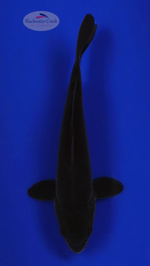 Karasu 5-6 inches [C26-T55-3]
