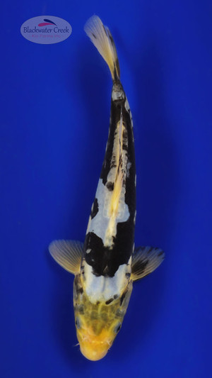 Kumonryu 7-8 inches [C26-T55-6]