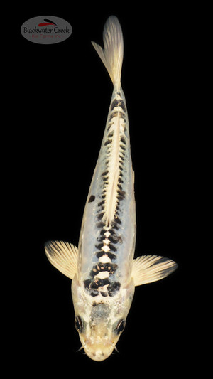 Kikokuryu 6-7 inches [C24-T60-4]