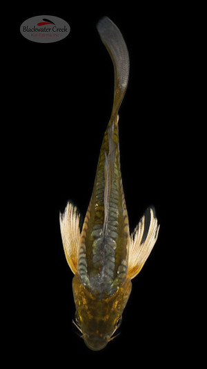 Ochiba 5-6 inches [D26-T87-1]