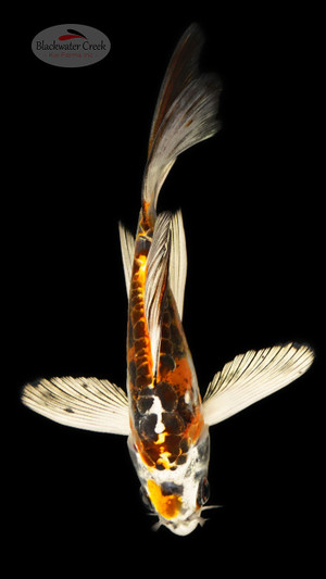 Doitsu Kujaku 5-6 inches [D26-T87-3]