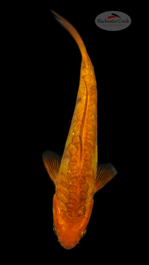 Doitsu Chagoi 5-6 inches [D26-T87-4]