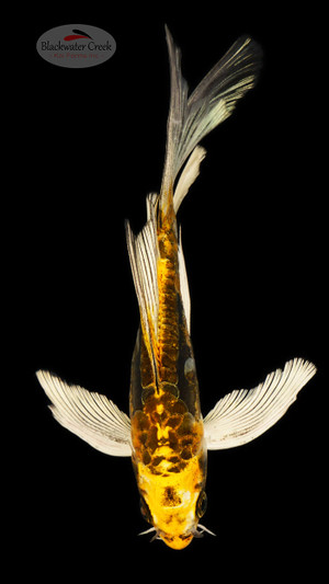 Kikokuryu 5-6 inches [D26-T87-5]