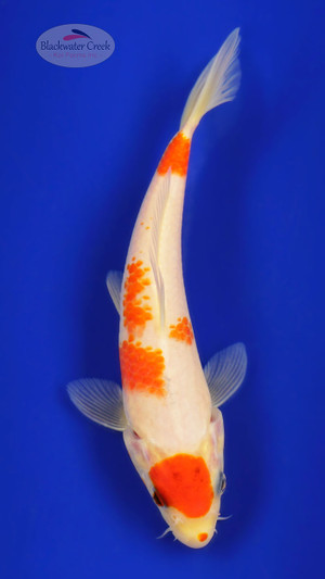Kohaku 6-7 inches [D26-T87-8]