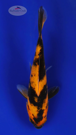 Hi Utsuri 5-6 inches [D26-T91-1]