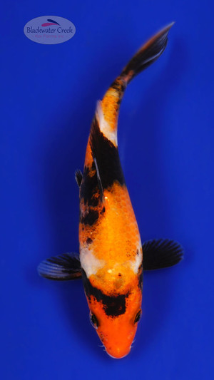 Showa 5-6 inches [D26-T91-2]