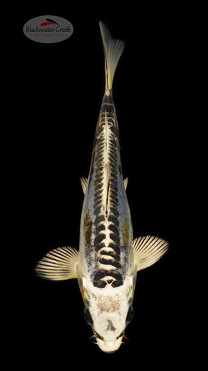 Kikokuryu 5-6 inches [D26-T91-3]