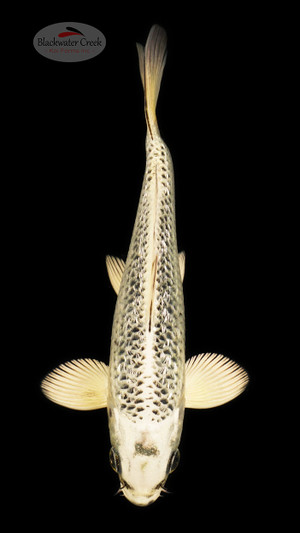 Gin Matsuba 6-7 inches [D26-T91-5]