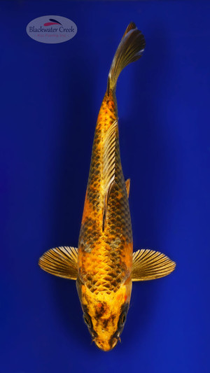 Hi Utsuri 7-8 inches [D26-T100-6]