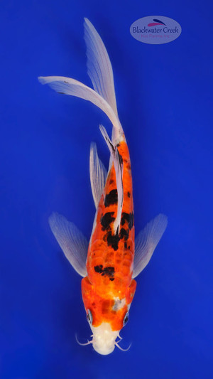 Doitsu Sanke 5-6 inches [D26-T101-3]