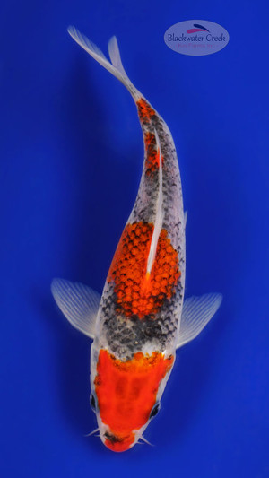 Goshiki 6-7 inches [D26-T101-4]