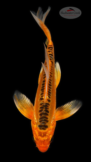 Shusui 6-7 inches [D26-T109-7]