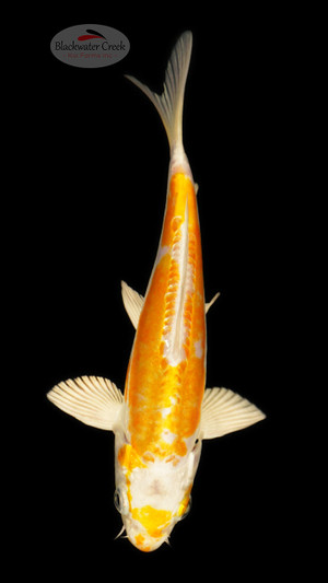 Doitsu Hariwake 5-6 inches [D26-T109-10]