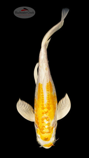 Doitsu Hariwake 6-7 inches [D26-T111-1]