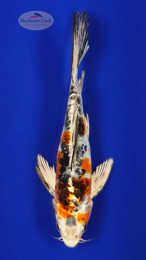 Heisei Nishiki 6-7 inches [D26-T111-5]