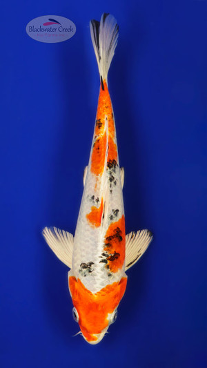 Yamato Nishiki 7-8 inches [D26-T111-6]