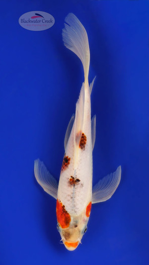 Goromo 7-8 inches [D26-T111-7]