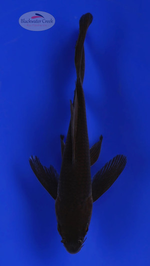 Karasu 4-5 inches [D26-T111-8]