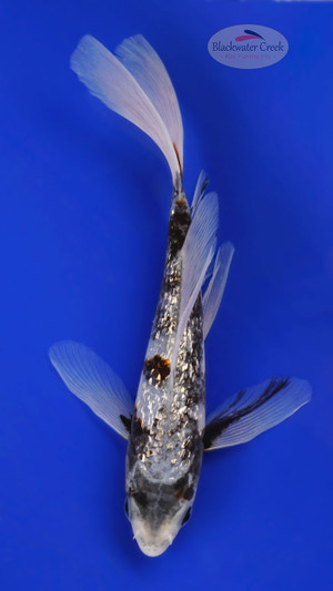 Gin Rin Matsukawabake 4-5 inches [D26-T111-10]