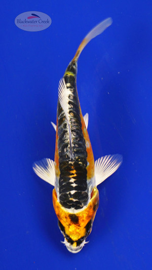Fish 1, 3-4 inches [PW-T117-1]