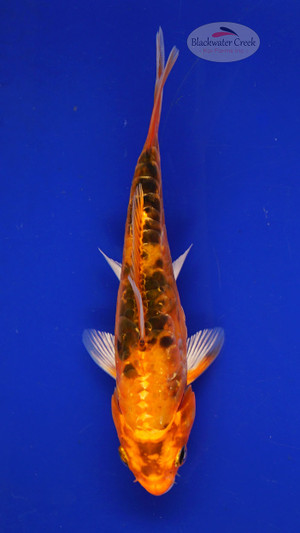 Fish 2, 3-4 inches [PW-T117-2]