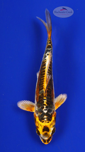 Fish 3, 3-4 inches [PW-T117-3]