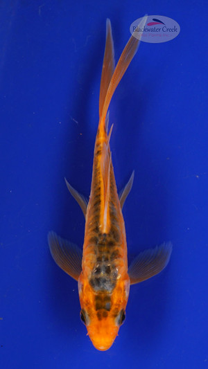 Fish 5, 3-4 inches [PW-T117-5]