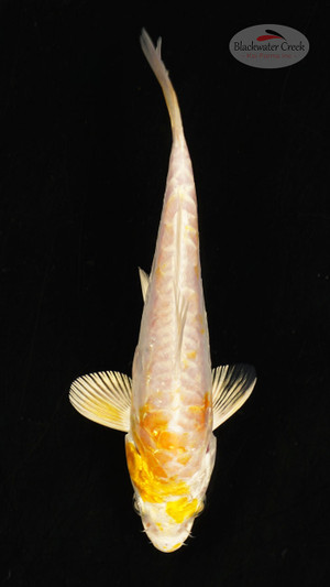 Fish 13, 3-4 inches [PW-T117-13]