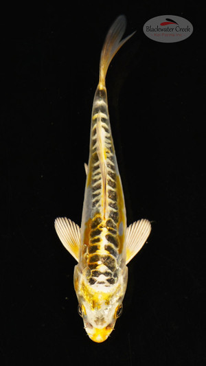 Fish 14, 3-4 inches [PW-T117-14]