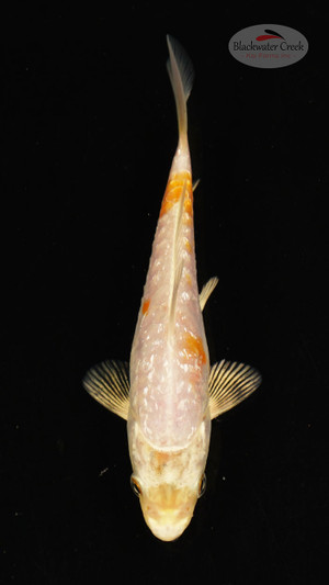 Fish 17, 3-4 inches [PW-T117-17]