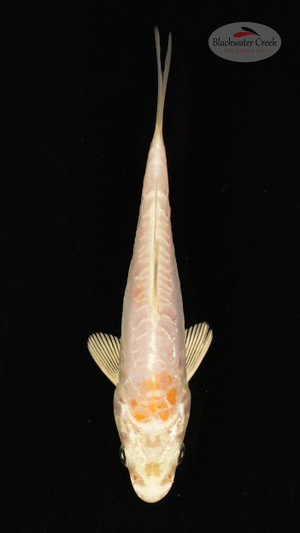 Fish 19, 3-4 inches [PW-T117-19]