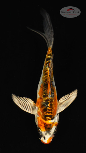 FIsh 20, 3-4 inches [PW-T117-20]