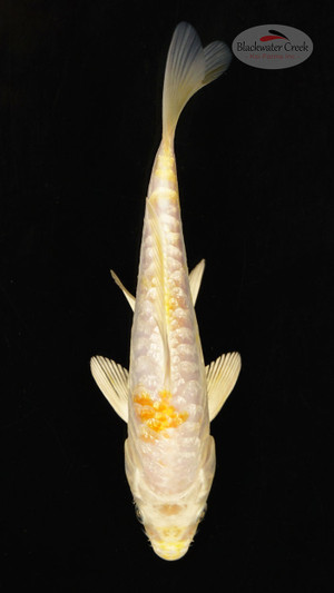 Fish 22, 3-4 inches [PW-T118-22]