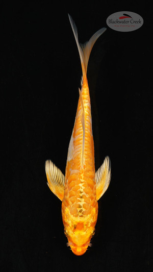 Fish 23, 3-4 inches [PW-T118-23]