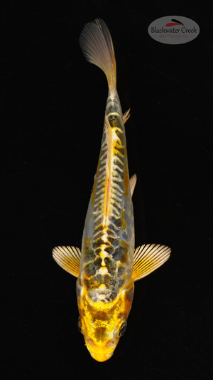 Fish 24, 3-4 inches [PW-T118-24]