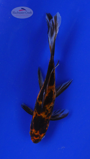 FIsh 30, 3-4 inches [PW-T1-30]